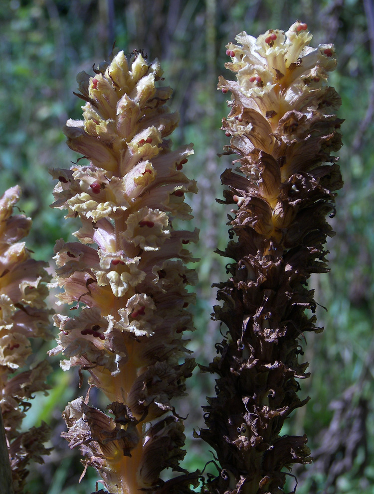 Image of Orobanche ingens specimen.