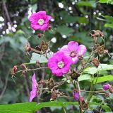 Rubus odoratus