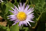 Aster spathulifolius. Соцветие. Приморский край, окр. г. Находка, скалы у моря. 08.09.2013.