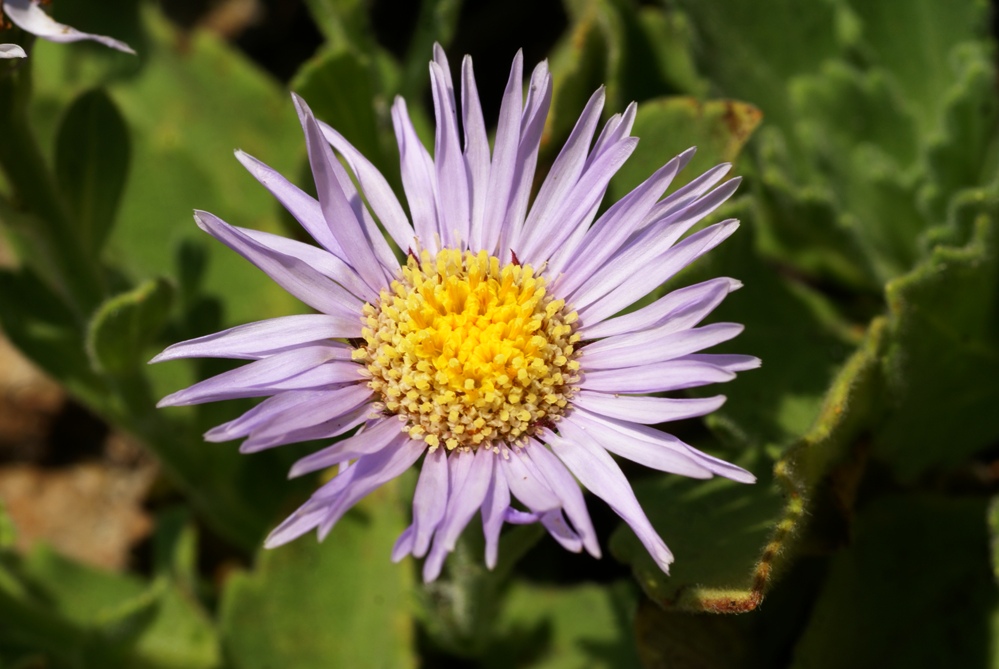Image of Aster spathulifolius specimen.