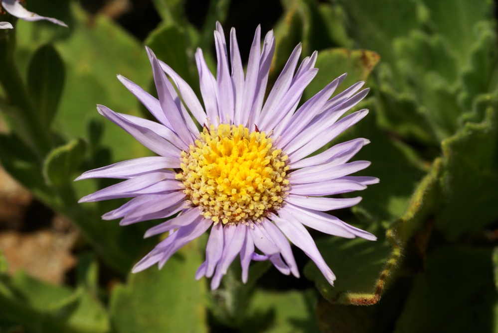 Изображение особи Aster spathulifolius.