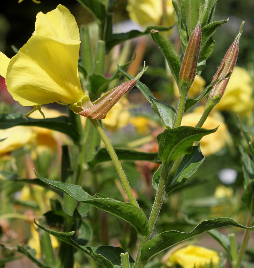 Изображение особи Oenothera glazioviana.