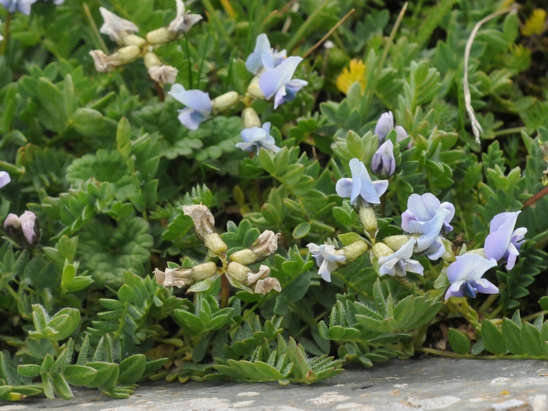 Изображение особи Oxytropis platysema.