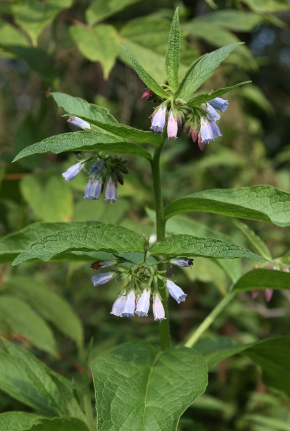 Image of Symphytum × uplandicum specimen.