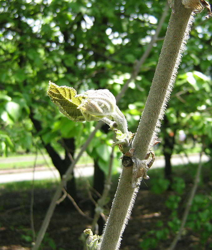 Image of Broussonetia papyrifera specimen.