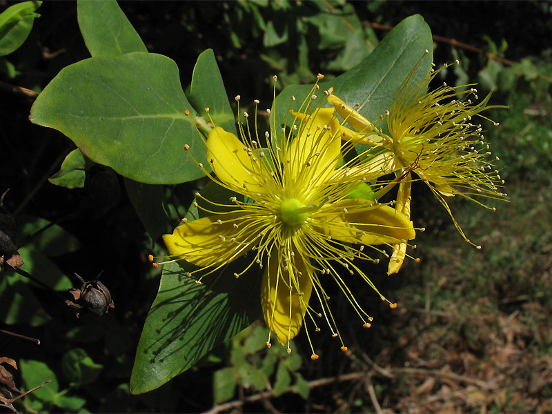 Изображение особи Hypericum grandifolium.