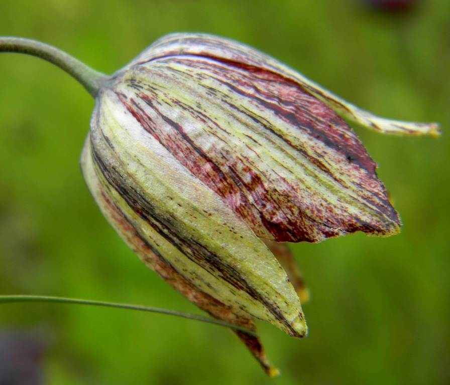 Изображение особи Fritillaria meleagroides.