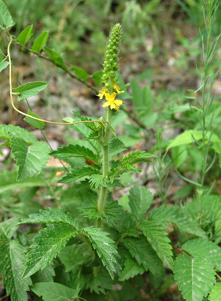 Изображение особи Agrimonia eupatoria.