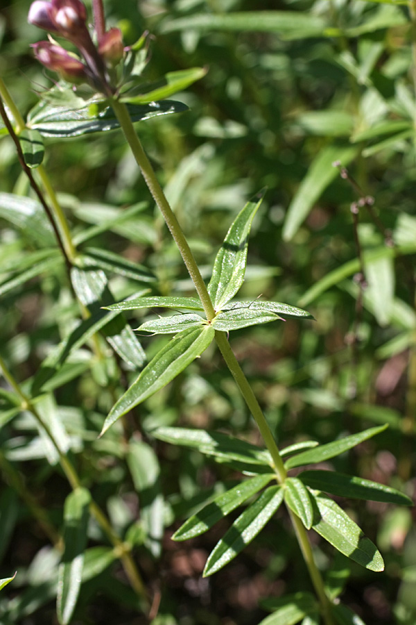 Image of Dracocephalum integrifolium specimen.