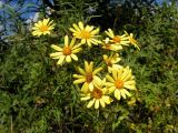 Senecio argunensis. Соцветия. Приморский край, Спасский р-н, окр. с. Хвалынка, разнотравный луг. 31.08.2013.