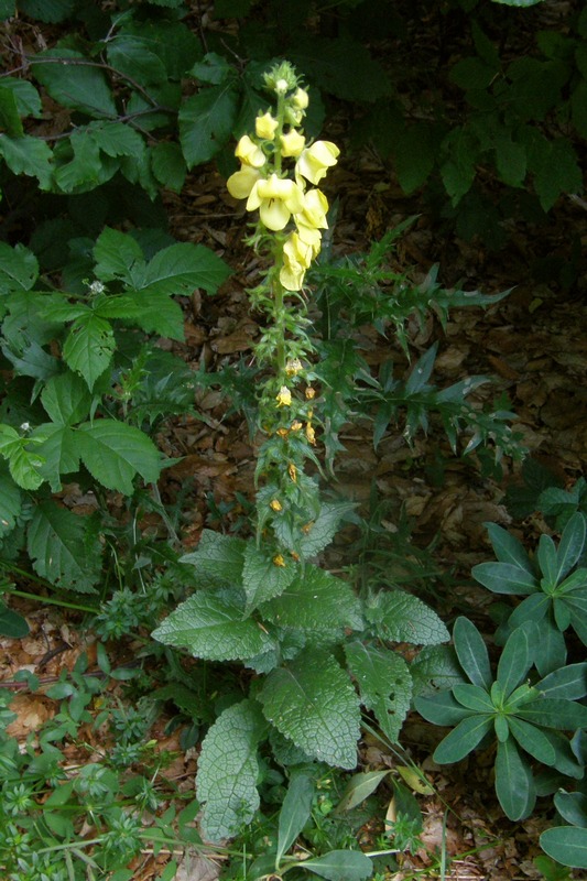 Изображение особи Verbascum spectabile.