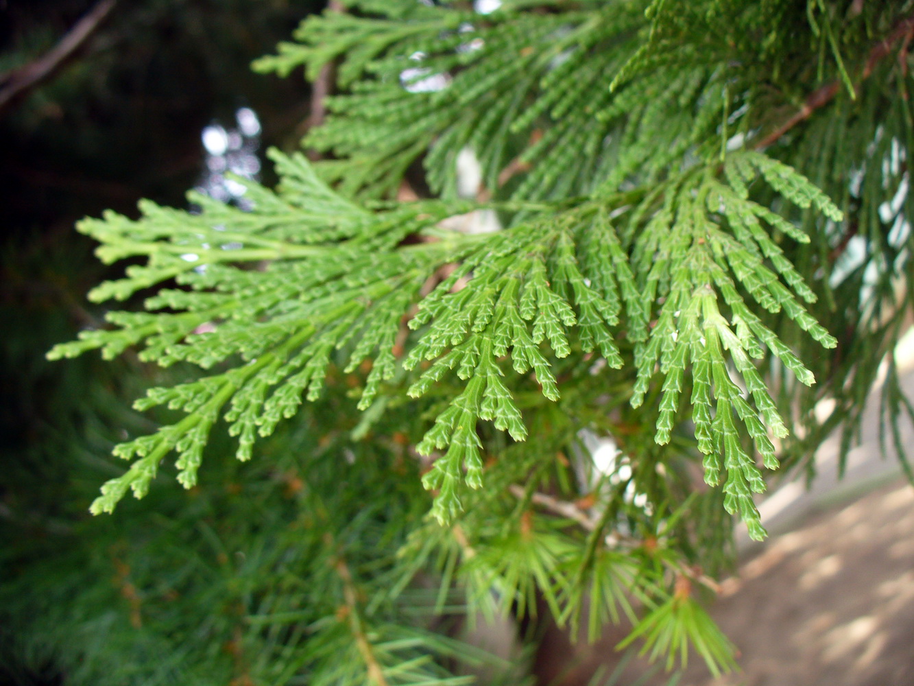 Image of Calocedrus decurrens specimen.