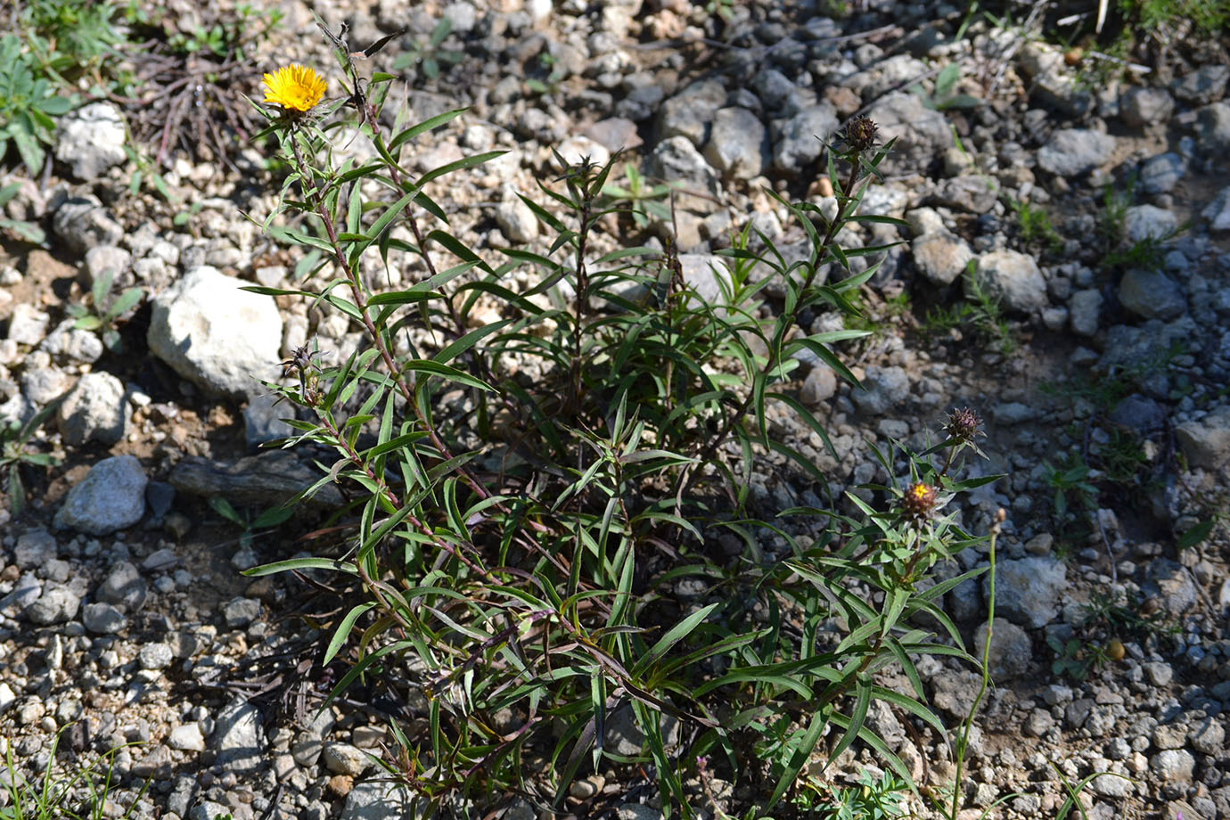 Изображение особи Inula ensifolia.