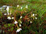 Claytonia joanneana. Цветущее растение. Красноярский край, Ермаковский р-н, природный парк \"Ергаки\", Ойский хр., выс. 1600 м н.у.м. 07.07.2013.