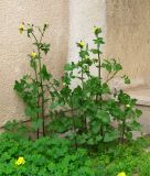 Sonchus oleraceus. Цветущие растения. Израиль, г. Беэр-Шева, сорняк возле подъезда жилого дома. 03.03.2014.