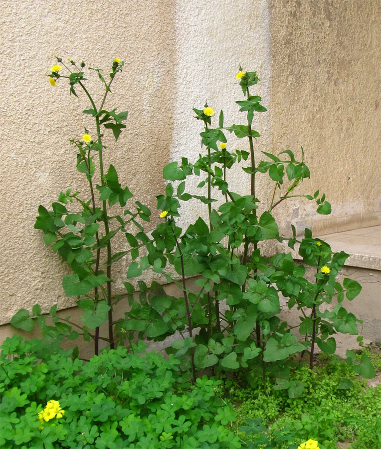 Изображение особи Sonchus oleraceus.