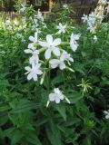 Saponaria officinalis
