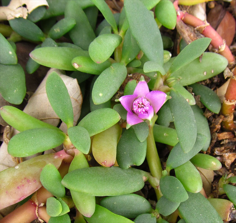 Изображение особи Sesuvium portulacastrum.