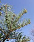 genus Abies. Ветка (у хвоинок видны их нижние стороны). Германия, г. Дюссельдорф, Ботанический сад университета. 10.03.2014.