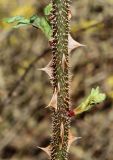 Rosa omeiensis f. pteracantha