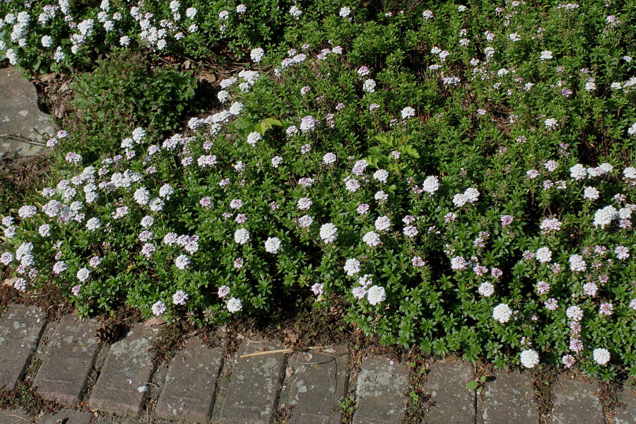 Image of Iberis sempervirens specimen.