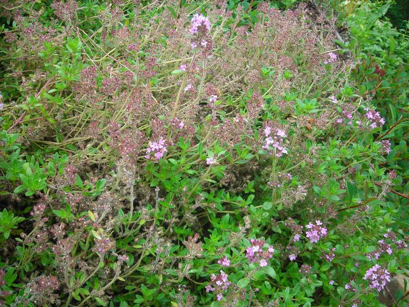 Изображение особи Thymus pulegioides.