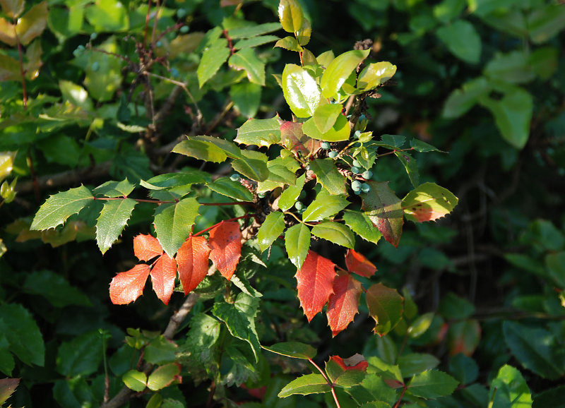 Image of Mahonia aquifolium specimen.