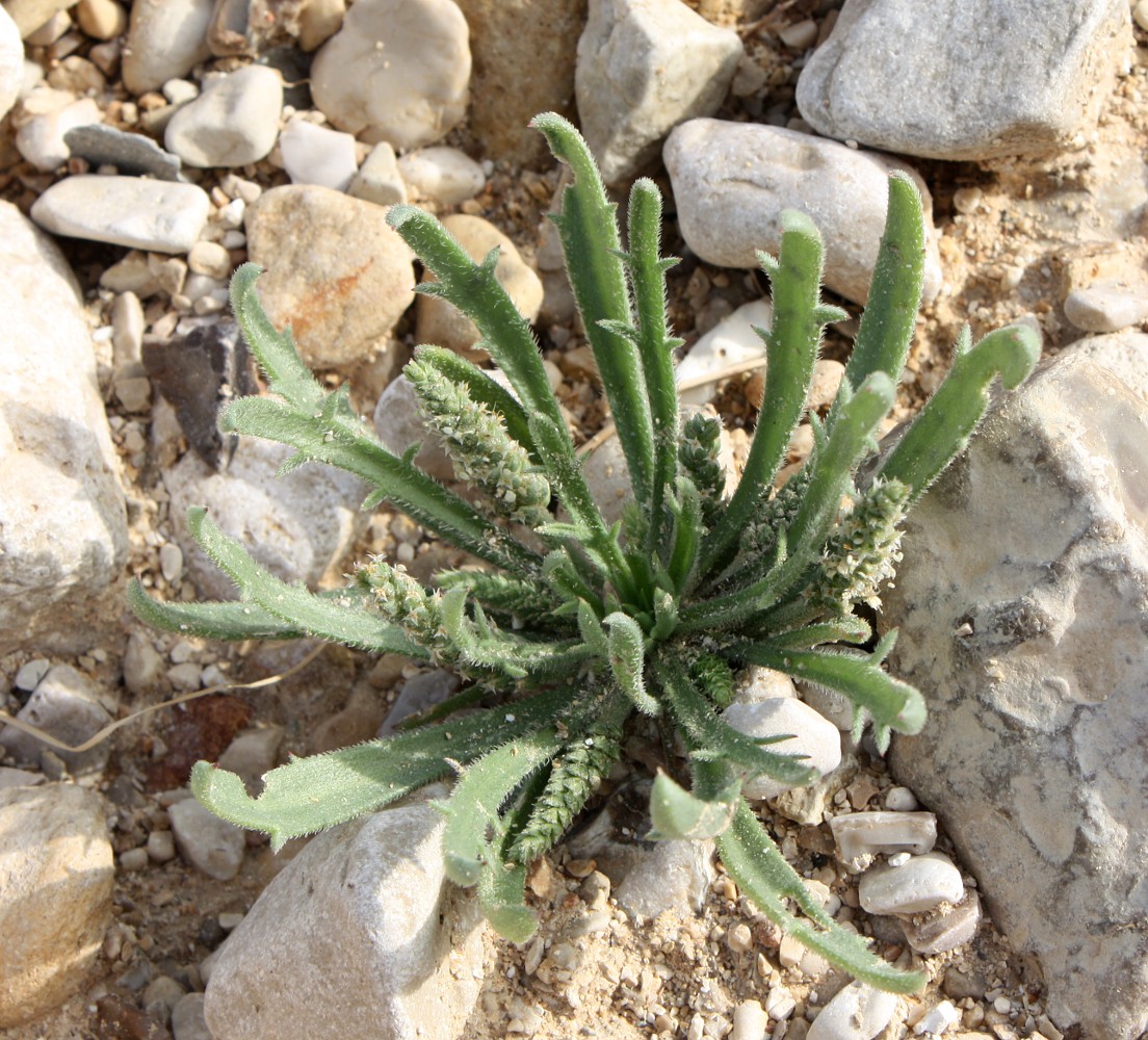 Изображение особи Plantago crypsoides.