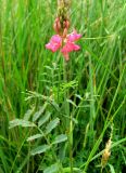 Onobrychis inermis