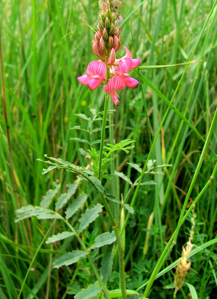 Изображение особи Onobrychis inermis.