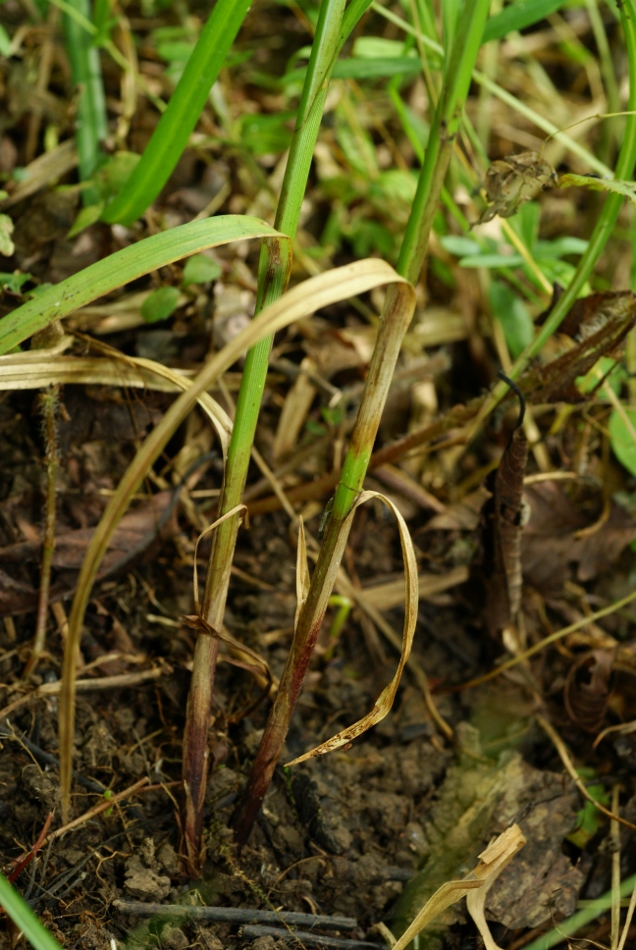 Изображение особи Carex drymophila.