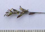 Image of taxon representative. Author is Сергей Банкетов