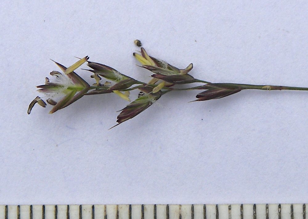 Image of Festuca ruprechtii specimen.