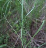 Campanula altaica. Часть побега. Белгородская обл., Губкинский р-н, зап. \"Белогорье\", участок \"Ямская степь\". 17 июня 2009 г.