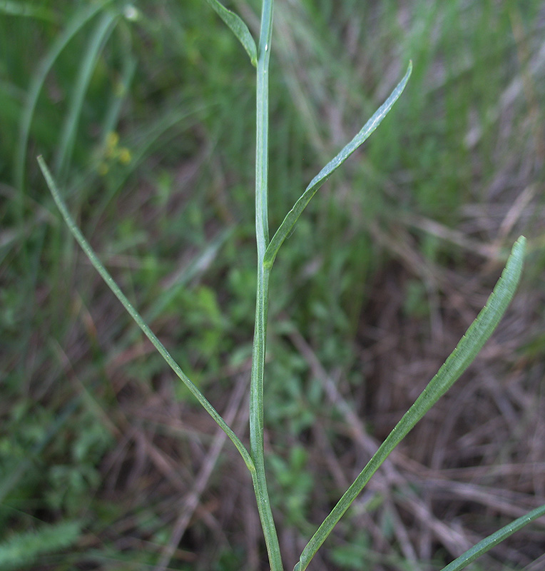 Image of Campanula altaica specimen.