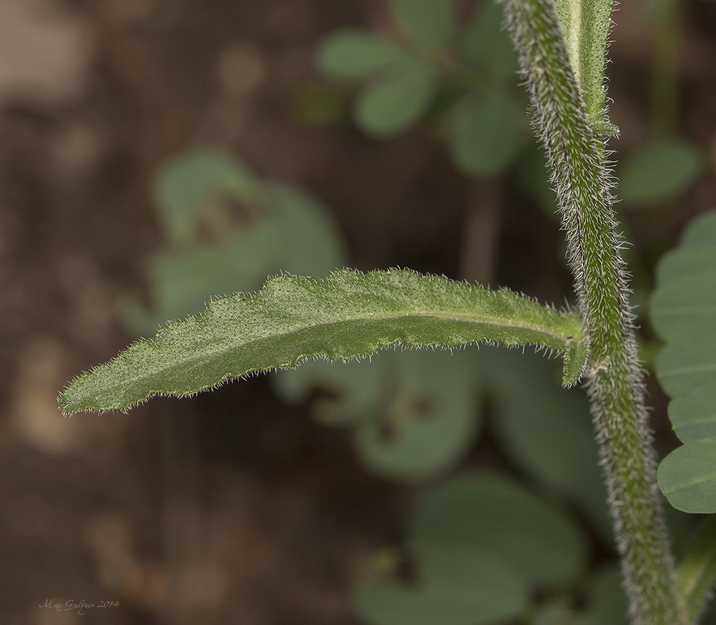 Image of Campanula taurica specimen.