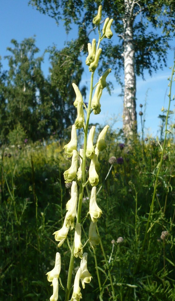 Image of Aconitum barbatum specimen.