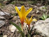 Colchicum luteum