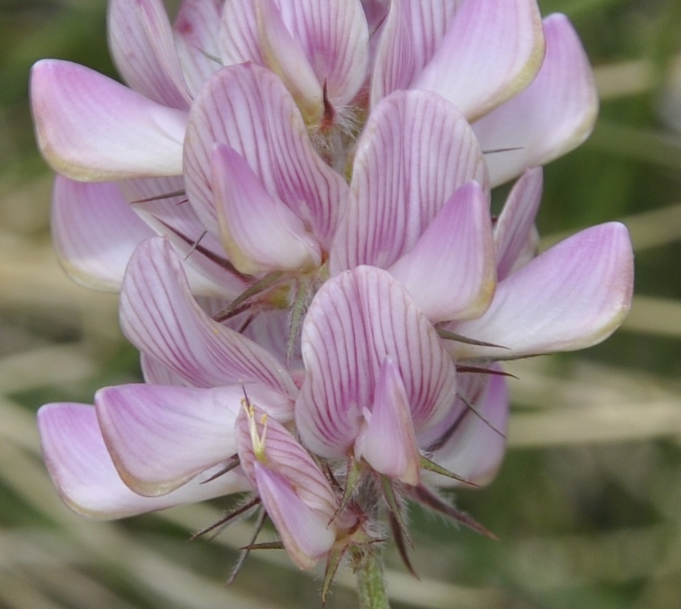 Изображение особи Onobrychis alba.