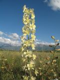 Delphinium semibarbatum. Верхушка цветущего растения. Южный Казахстан, предгорья Таласского Алатау в окр. с. Жабаглы. 13 июня 2012 г.