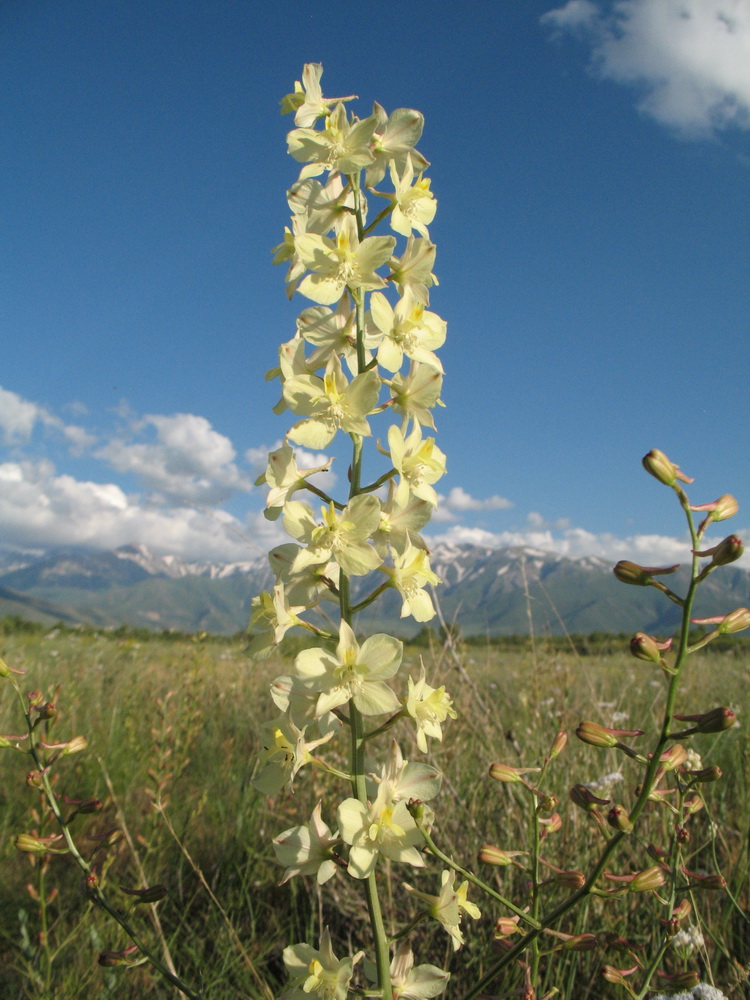 Изображение особи Delphinium semibarbatum.