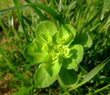 Euphorbia helioscopia. Верхушка цветущего растения. Литва, Паневежский р-н, АЗС на трассе А10 (Е67), в 5 км к северу от Паневежиса, край поля. 19.07.2014.