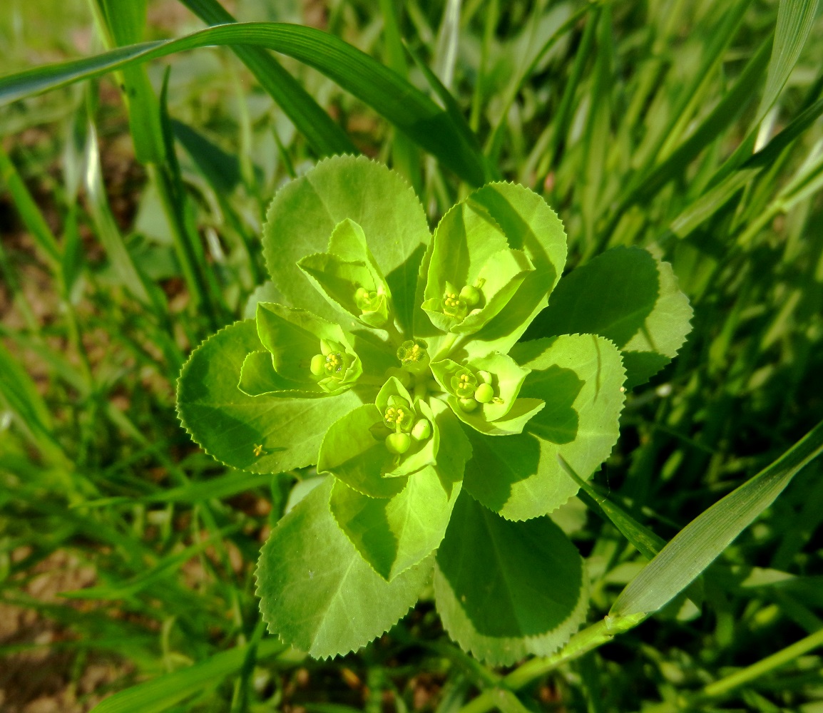 Изображение особи Euphorbia helioscopia.