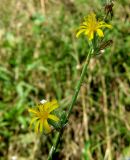 Chondrilla juncea