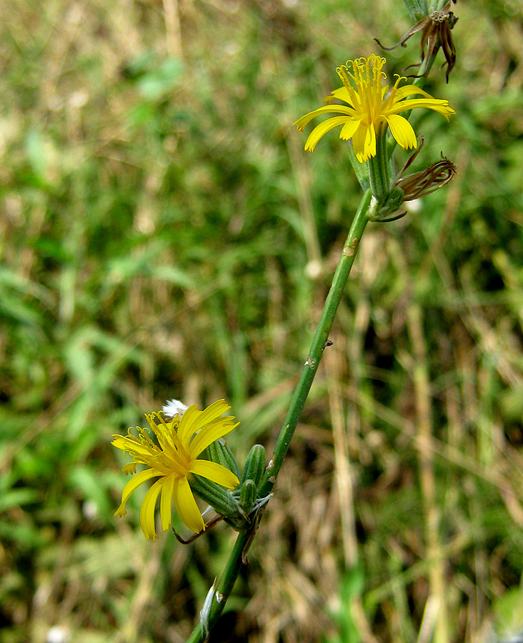 Изображение особи Chondrilla juncea.