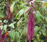 Amaranthus caudatus