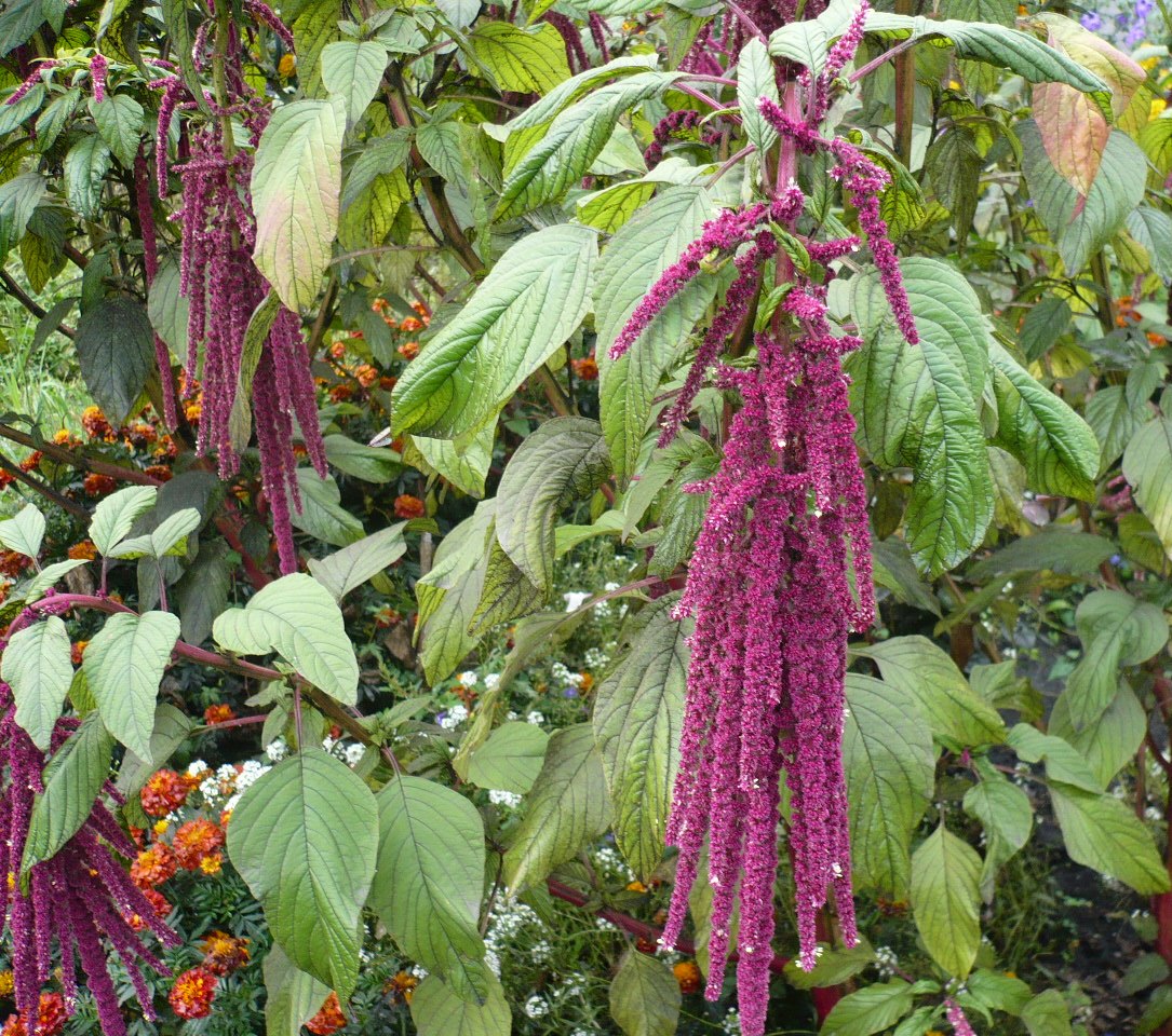 Изображение особи Amaranthus caudatus.