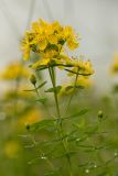 Hypericum maculatum