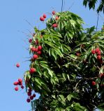 Litchi chinensis