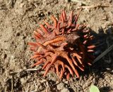 Aesculus hippocastanum. Недозревший опавший плод. Московская обл., Железнодорожный, в культуре. 21.09.2014.